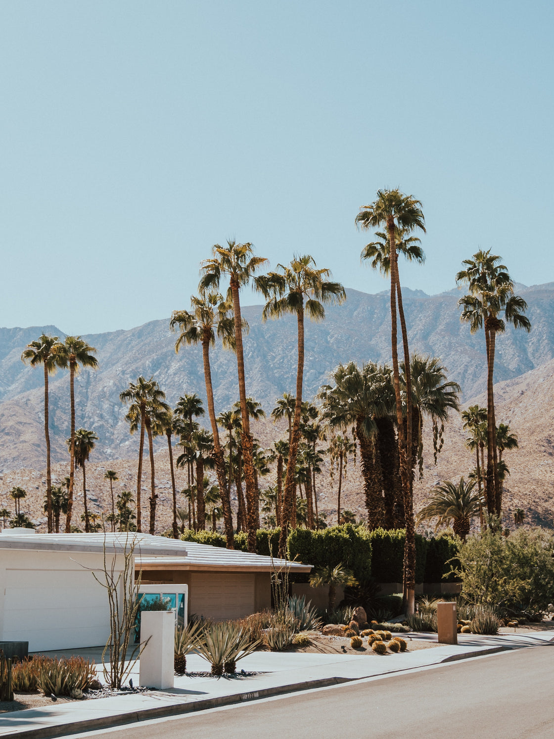 palm desert scape
